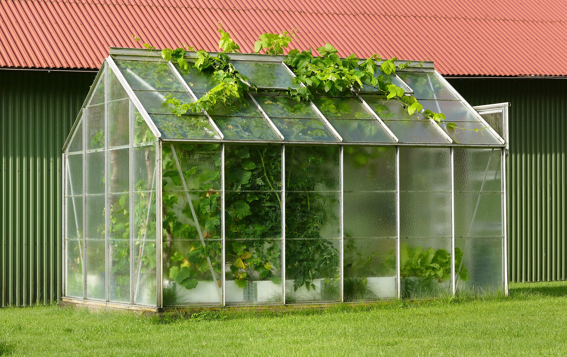 Small backyard greenhouse with grapevines growing out through the roof vents